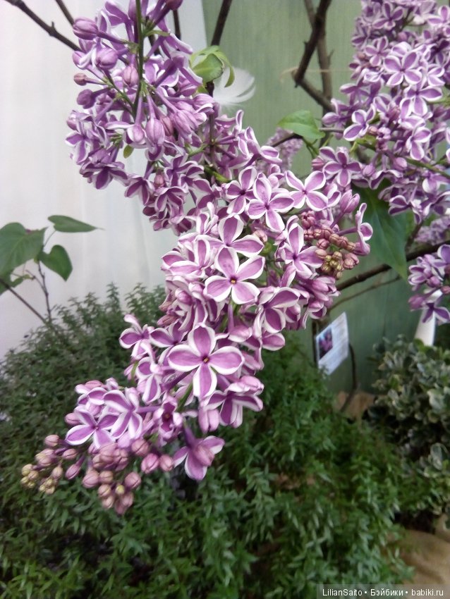 Весна в Ботаническом саду