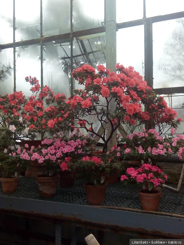 Весна в Ботаническом саду