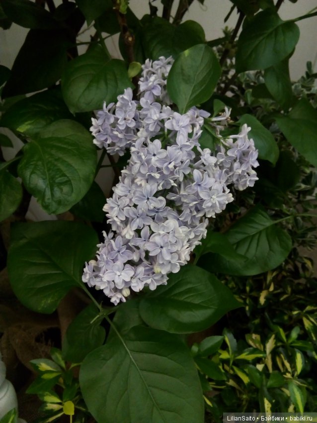 Весна в Ботаническом саду