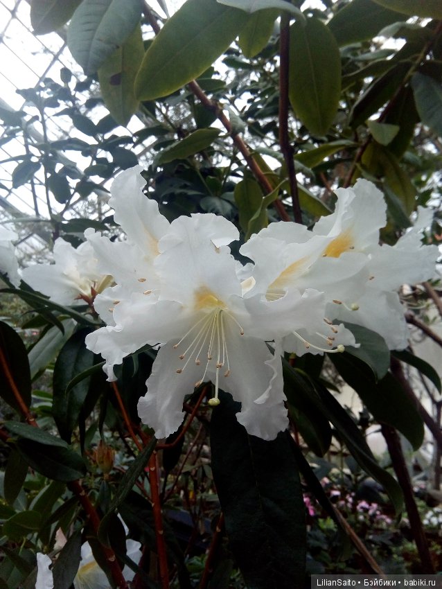 Весна в Ботаническом саду