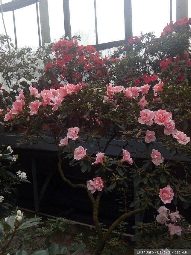 Весна в Ботаническом саду