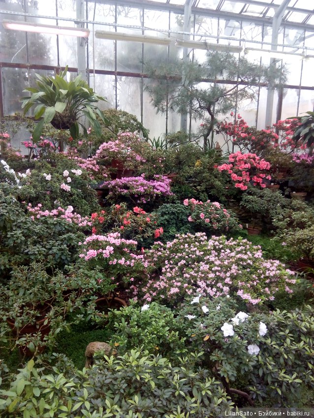 Весна в Ботаническом саду