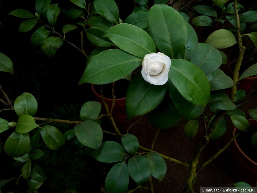 Весна в Ботаническом саду