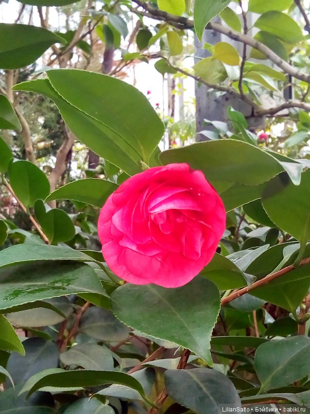 Весна в Ботаническом саду