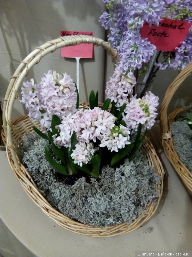 Весна в Ботаническом саду (фото 8)