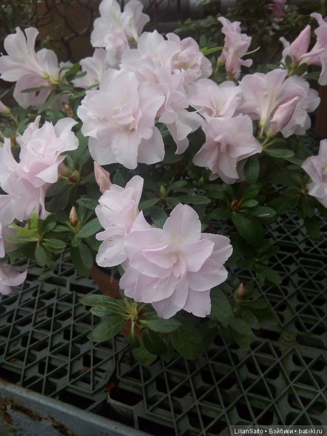 Весна в Ботаническом саду