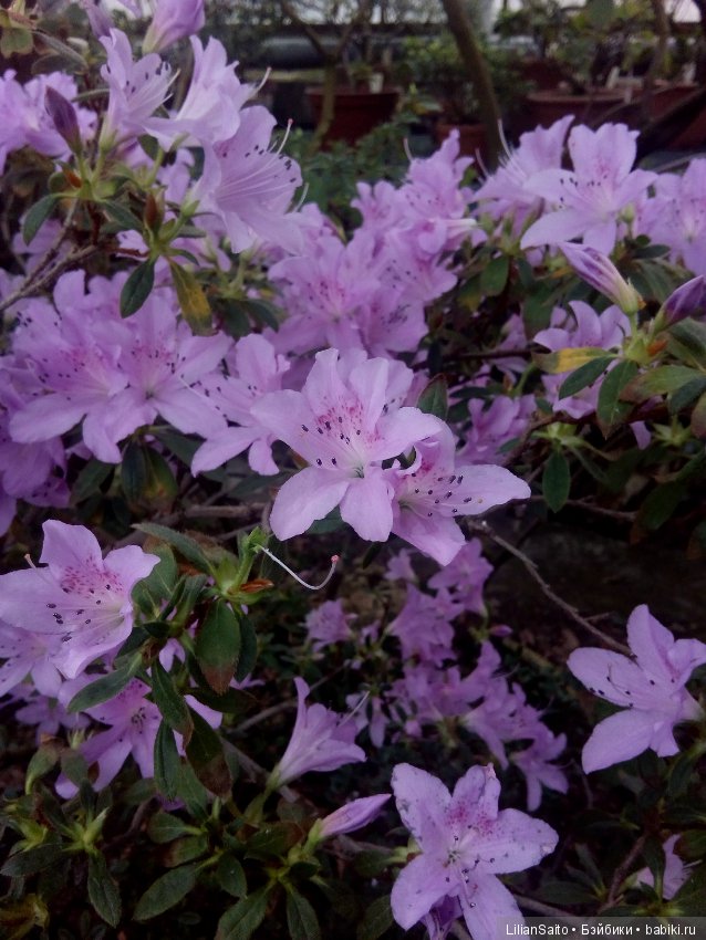 Весна в Ботаническом саду