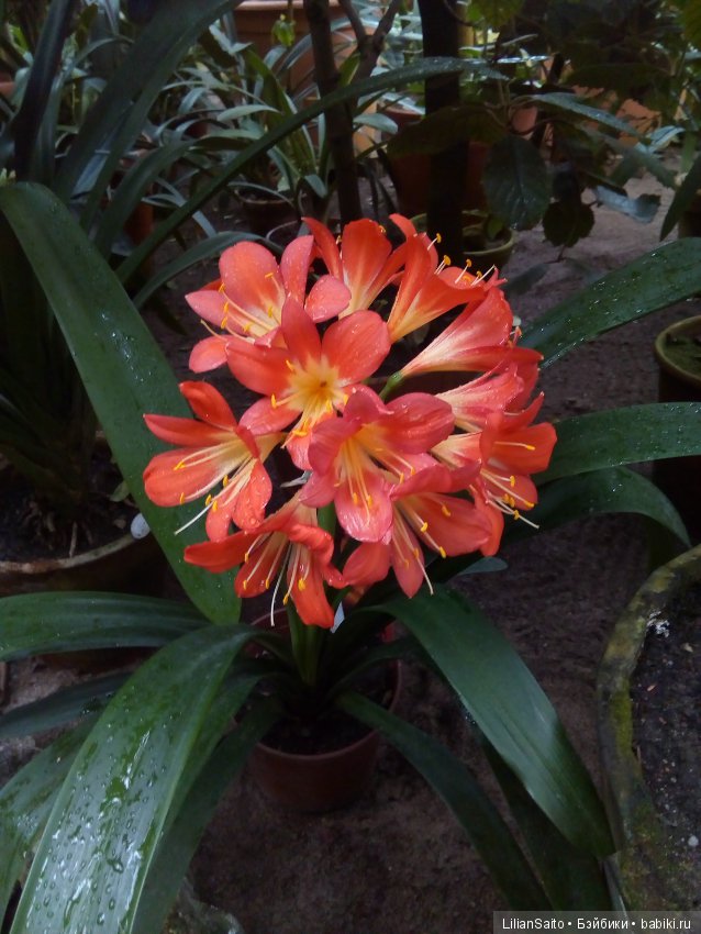 Весна в Ботаническом саду