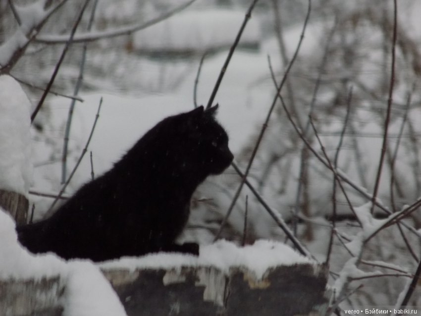 Кормление птичек зимой — В мире животных: смешные фото питомцев и зверей