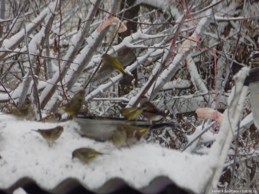 Кормление птичек зимой — В мире животных: смешные фото питомцев и зверей