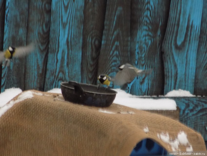 Кормление птичек зимой — В мире животных: смешные фото питомцев и зверей (фото 9)