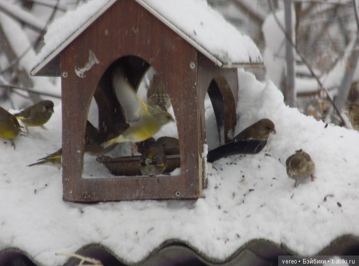 Кормление птичек зимой — В мире животных: смешные фото питомцев и зверей