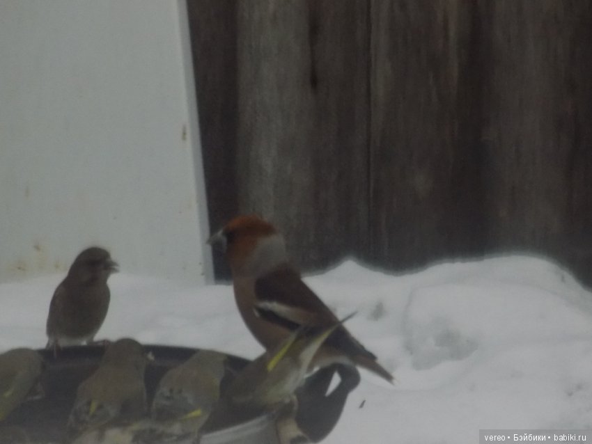 Кормление птичек зимой — В мире животных: смешные фото питомцев и зверей (фото 6)
