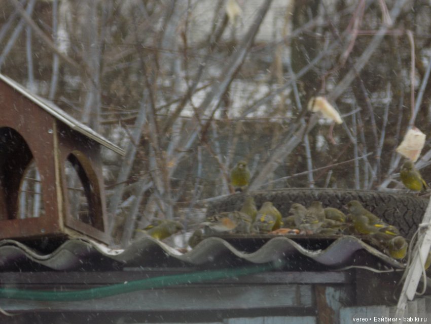 Кормление птичек зимой — В мире животных: смешные фото питомцев и зверей (фото 4)