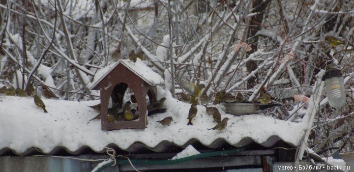 Кормление птичек зимой — В мире животных: смешные фото питомцев и зверей (фото 2)