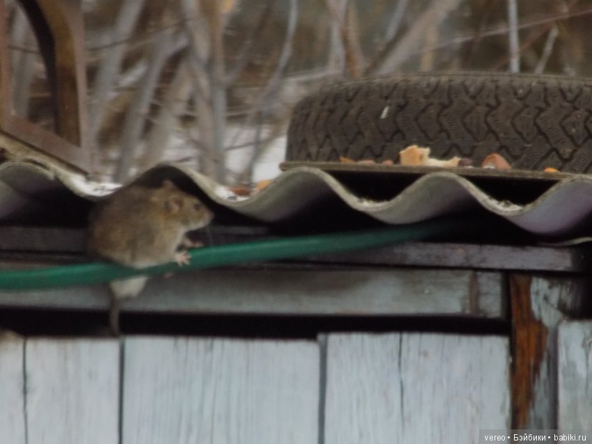 Кормление птичек зимой — В мире животных: смешные фото питомцев и зверей