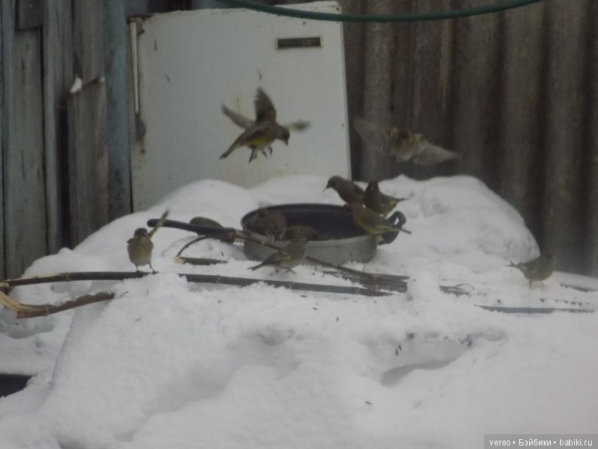 Кормление птичек зимой — В мире животных: смешные фото питомцев и зверей (фото 10)