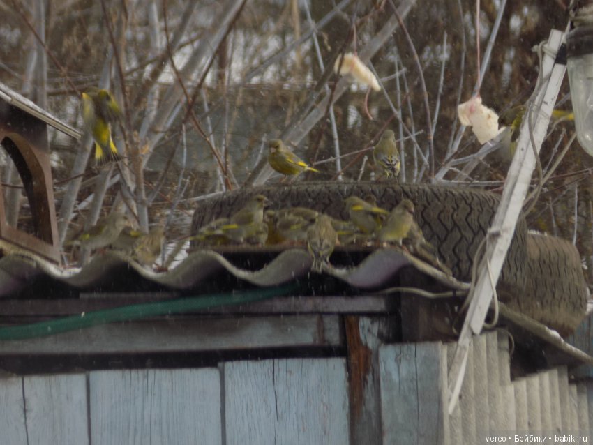 Кормление птичек зимой — В мире животных: смешные фото питомцев и зверей