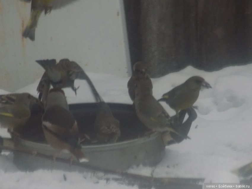 Кормление птичек зимой — В мире животных: смешные фото питомцев и зверей (фото 5)