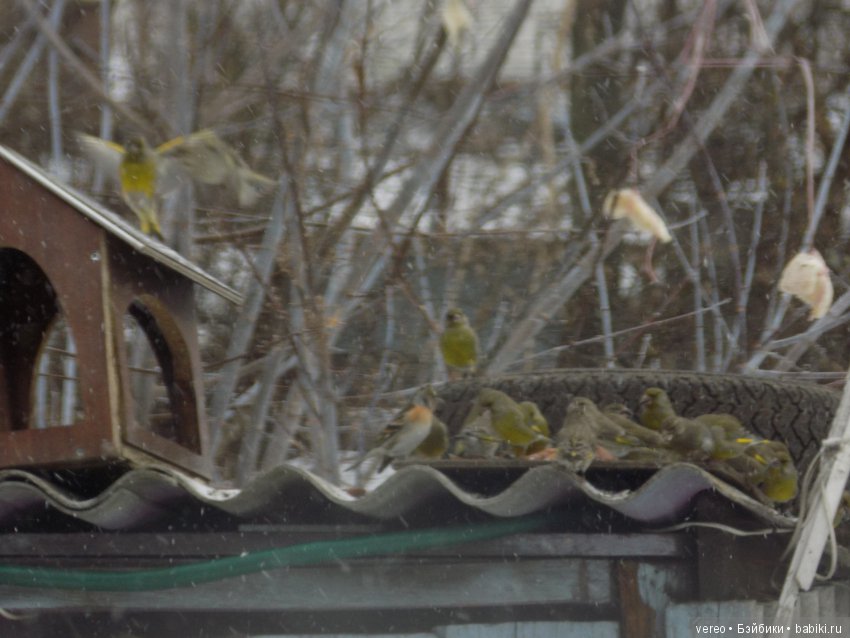 Кормление птичек зимой — В мире животных: смешные фото питомцев и зверей (фото 3)