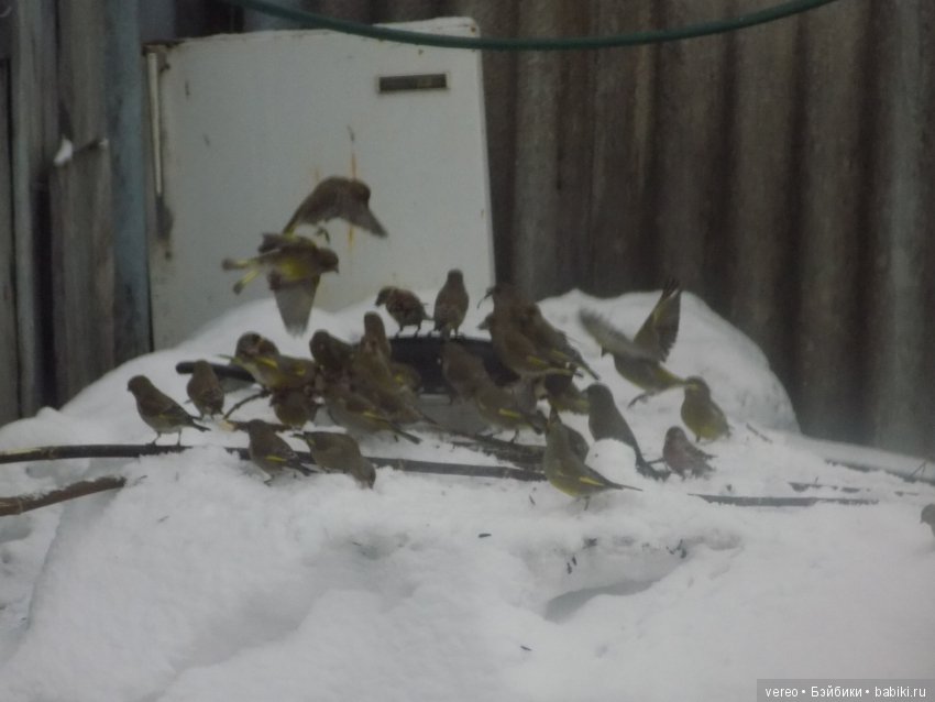 Кормление птичек зимой — В мире животных: смешные фото питомцев и зверей (фото 7)