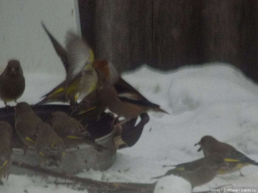 Кормление птичек зимой — В мире животных: смешные фото питомцев и зверей (фото 8)
