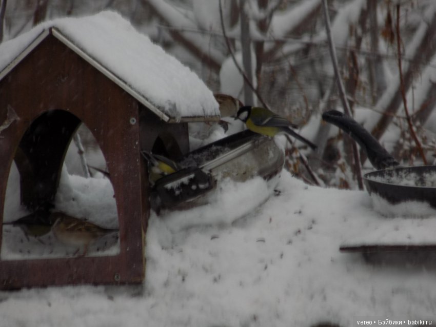 Кормление птичек зимой — В мире животных: смешные фото питомцев и зверей
