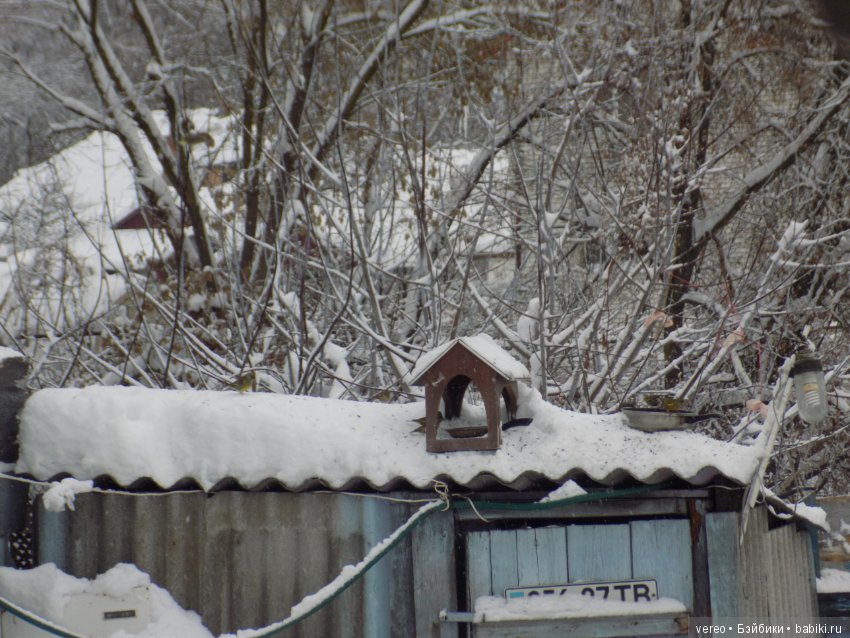 Кормление птичек зимой — В мире животных: смешные фото питомцев и зверей