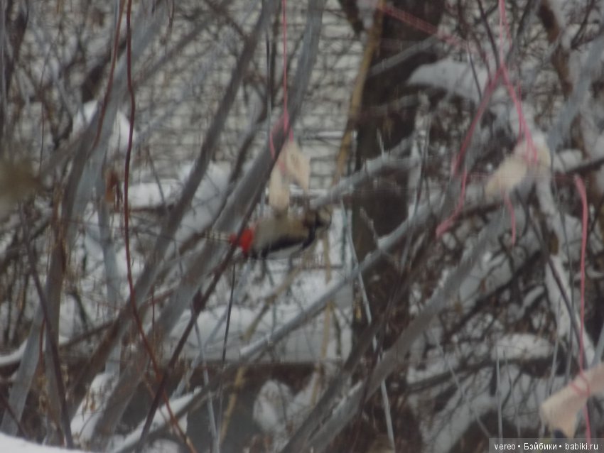 Кормление птичек зимой — В мире животных: смешные фото питомцев и зверей