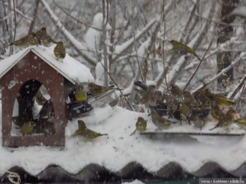 Кормление птичек зимой — В мире животных: смешные фото питомцев и зверей