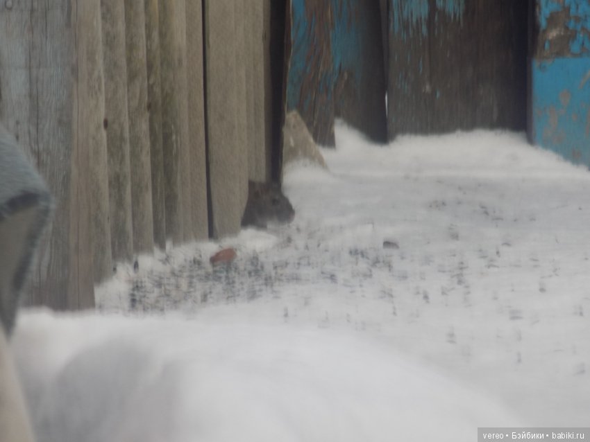 Кормление птичек зимой — В мире животных: смешные фото питомцев и зверей