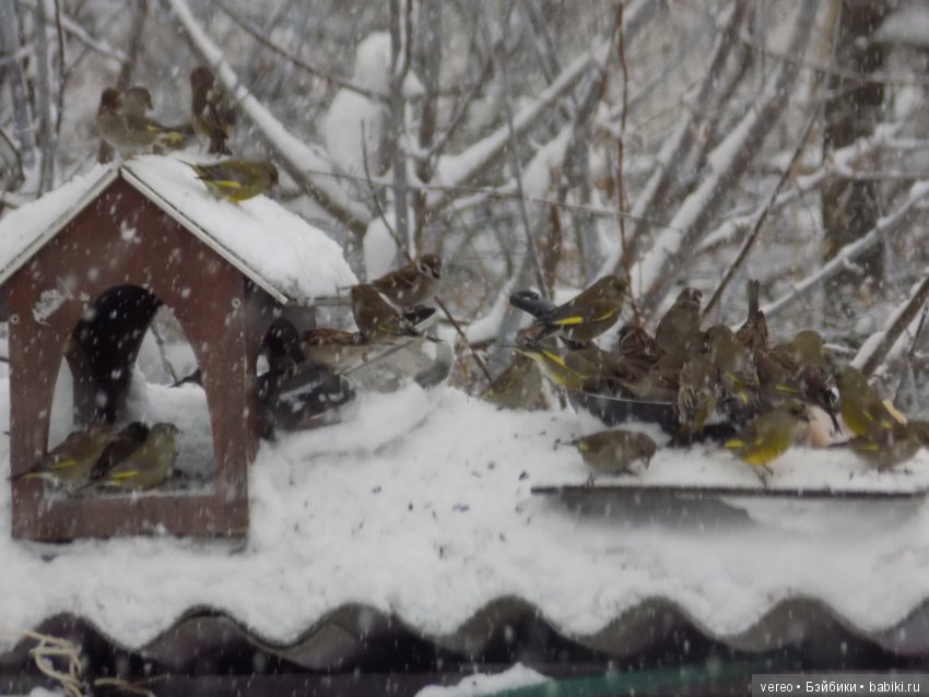 Кормление птичек зимой — В мире животных: смешные фото питомцев и зверей