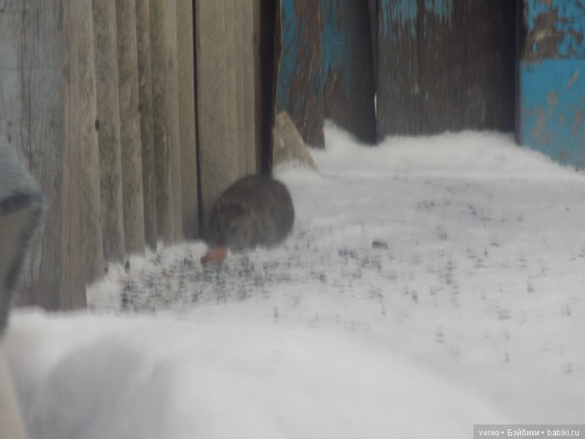 Кормление птичек зимой — В мире животных: смешные фото питомцев и зверей