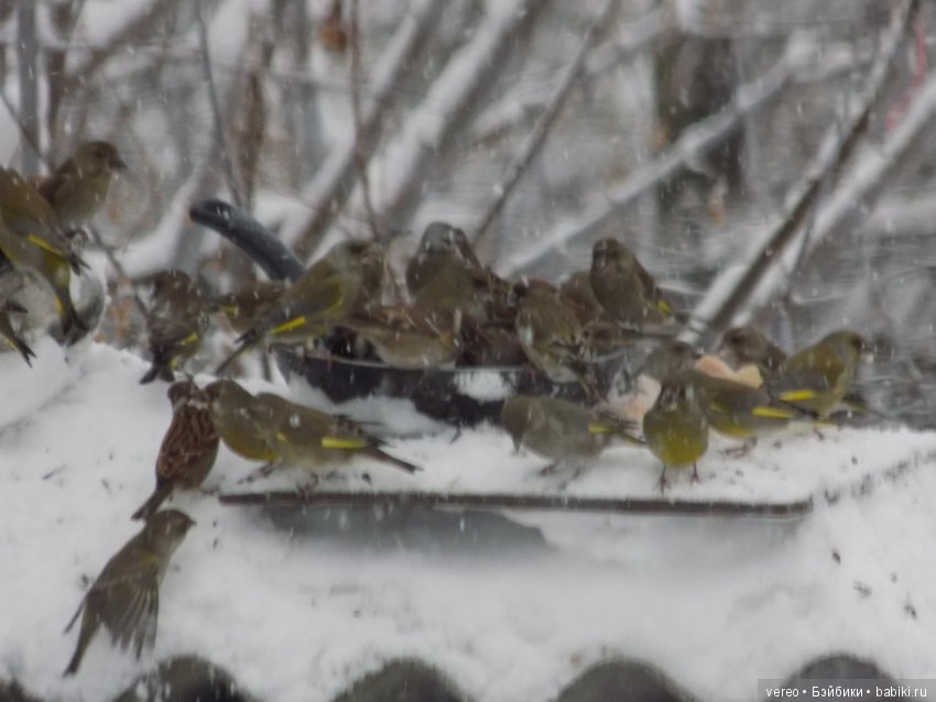 Кормление птичек зимой — В мире животных: смешные фото питомцев и зверей