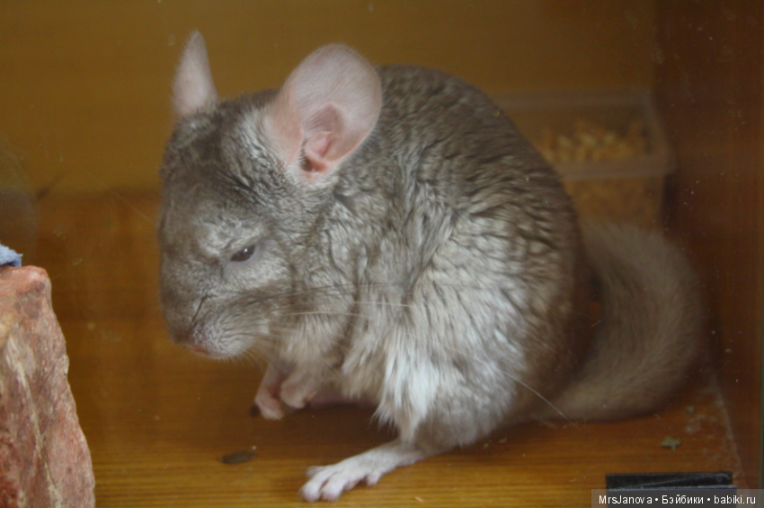 Шушенька — Болталка и разговоры обо всем: жизнь