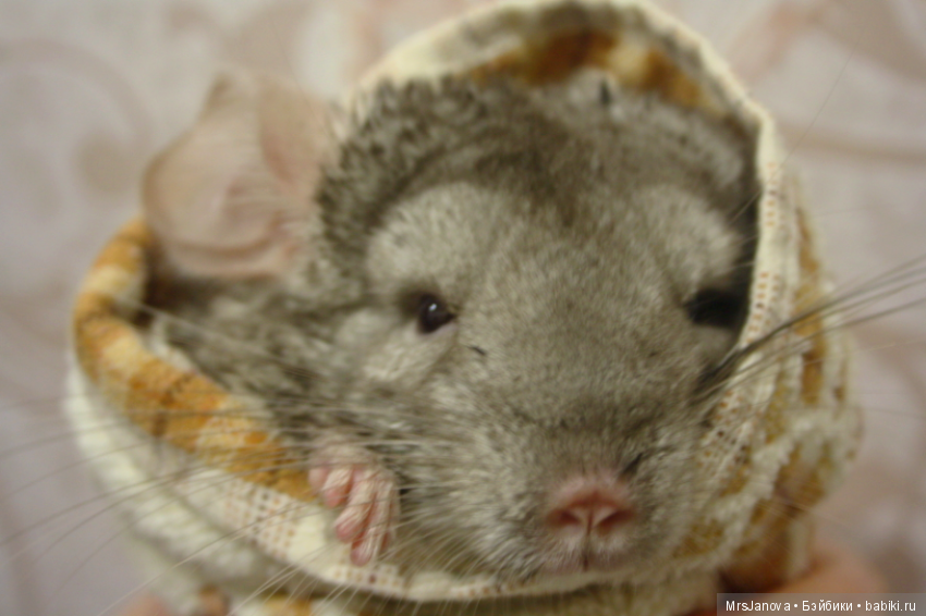 Шушенька — Болталка и разговоры обо всем: жизнь (фото 5)