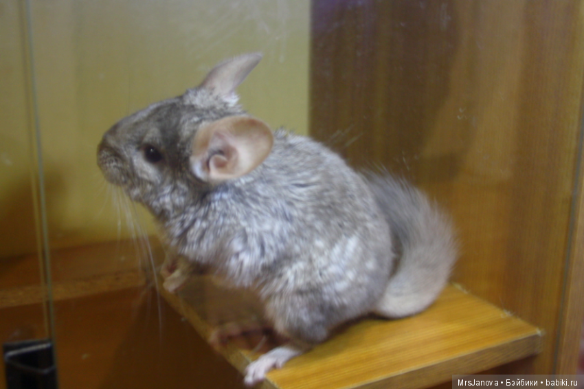 Шушенька — Болталка и разговоры обо всем: жизнь (фото 6)