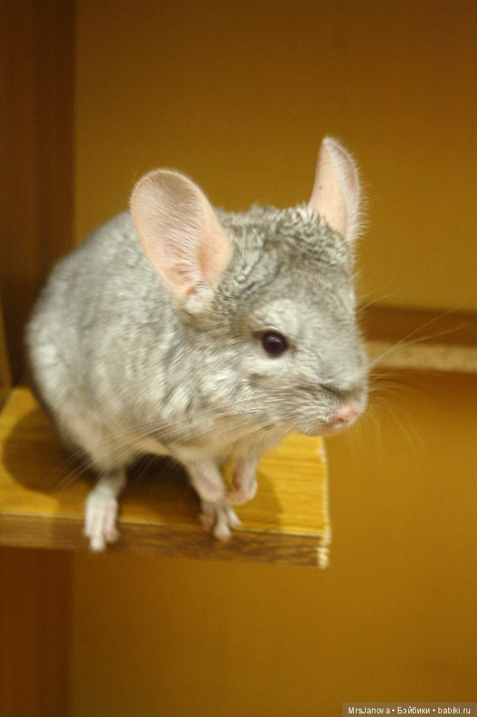 Шушенька — Болталка и разговоры обо всем: жизнь (фото 4)