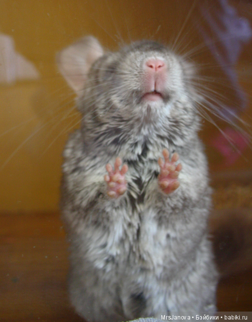 Шушенька — Болталка и разговоры обо всем: жизнь (фото 3)