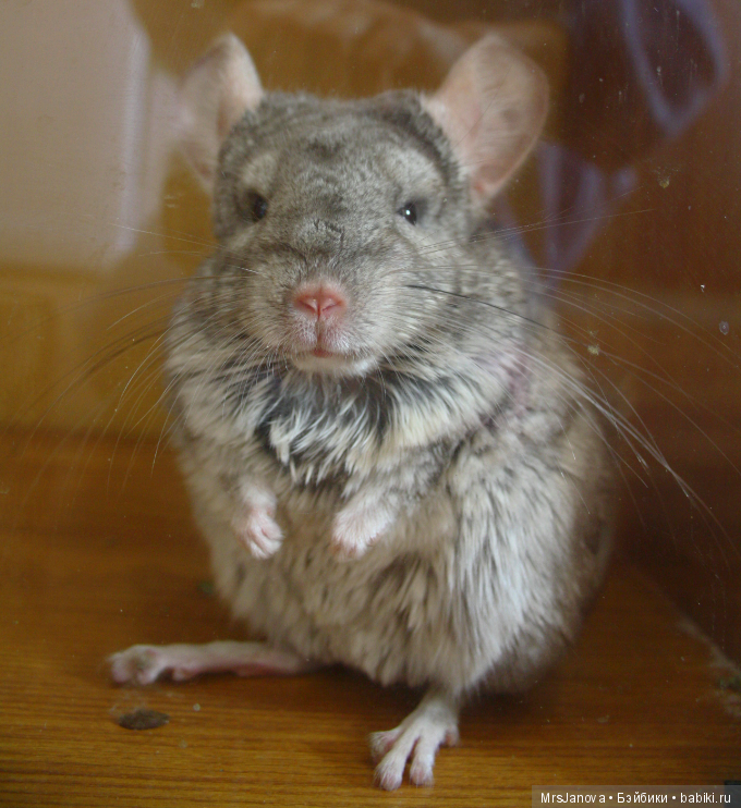 Шушенька — Болталка и разговоры обо всем: жизнь (фото 2)