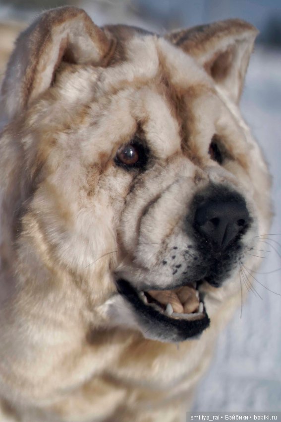 Собака в стиле нятюр Чау Чау Смуф