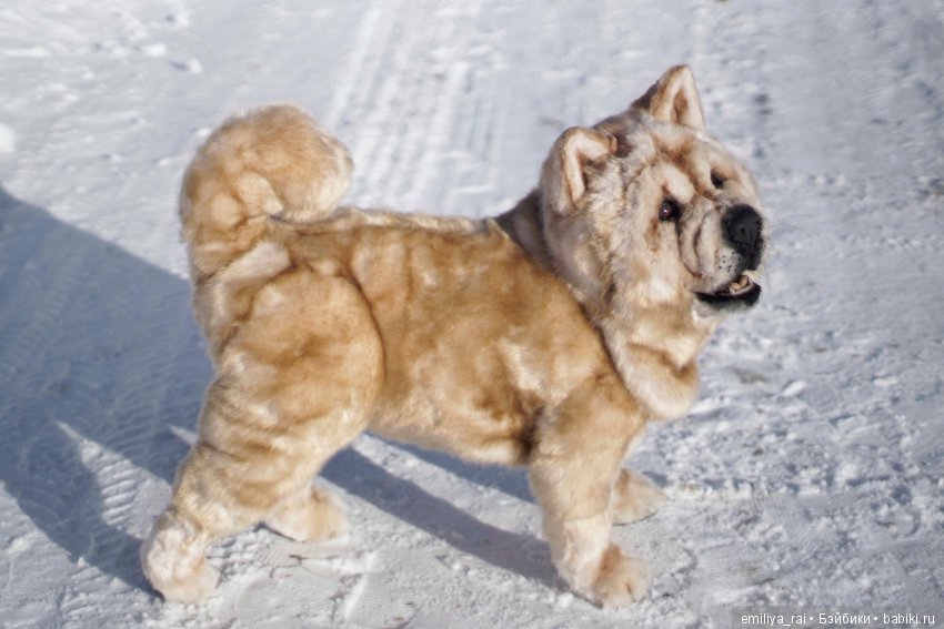 Собака в стиле нятюр Чау Чау Смуф