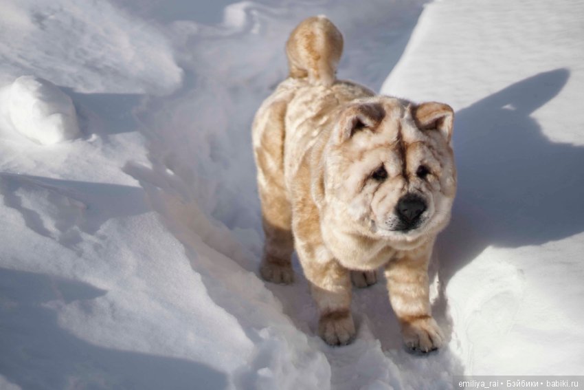 Собака в стиле нятюр Чау Чау Смуф