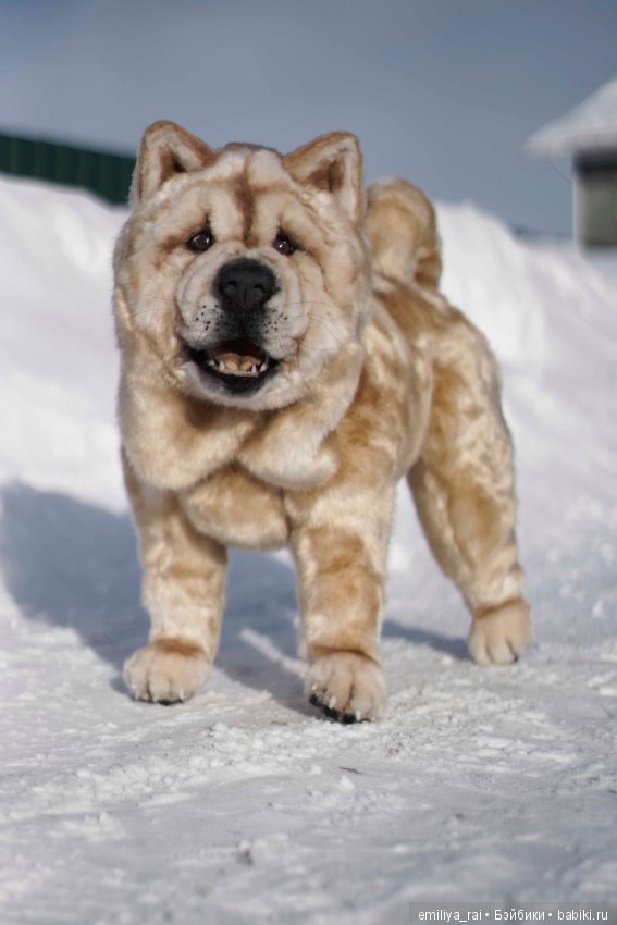 Собака в стиле нятюр Чау Чау Смуф