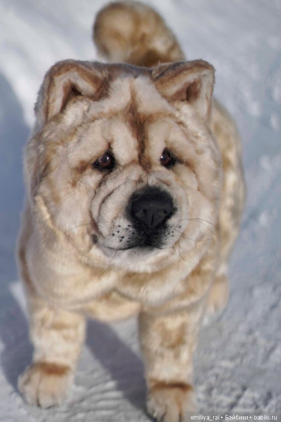 Собака в стиле нятюр Чау Чау Смуф