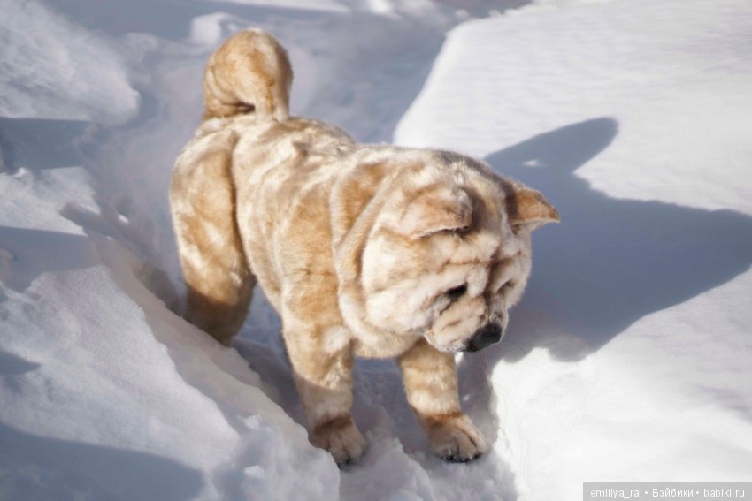 Собака в стиле нятюр Чау Чау Смуф