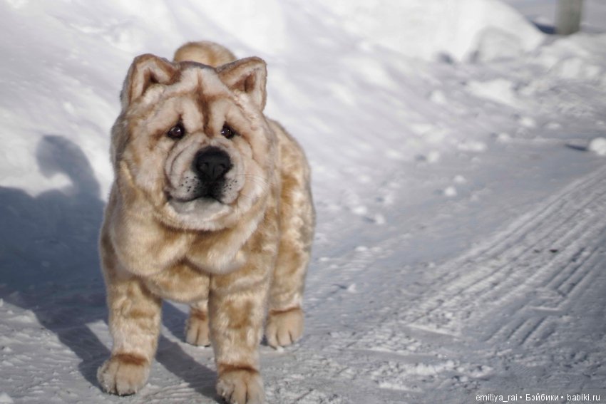 Собака в стиле нятюр Чау Чау Смуф