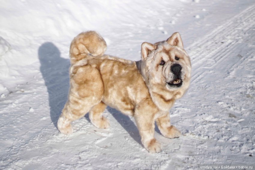 Собака в стиле нятюр Чау Чау Смуф