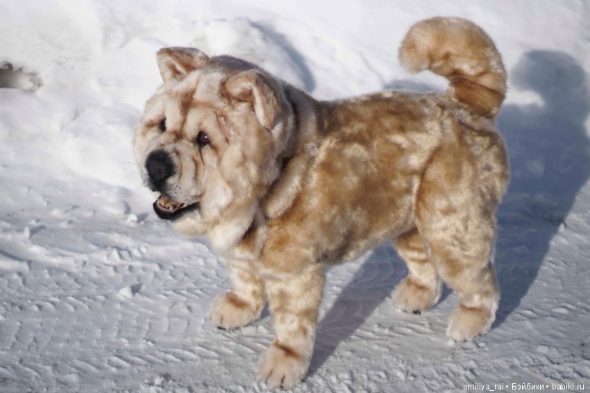 Собака в стиле нятюр Чау Чау Смуф