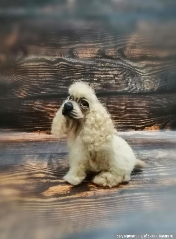 Американский кокер спаниель (фото 5)